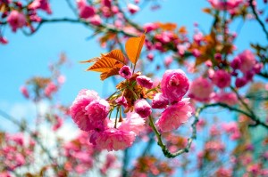 April New Moon blossoms